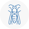 Standish Wasp Nest Removal